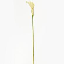 KS CALLA BIELA 67CM - Foto0