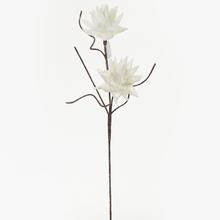 KS KVET PENA - BIELA 75cm - FLORASYSTEM