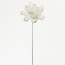 KS KVET PENA - BIELA 50cm - FLORASYSTEM