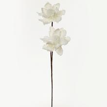 KS KVET PENA BIELA - FLORASYSTEM