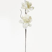 KS KVET PENA BIELA 105CM - FLORASYSTEM