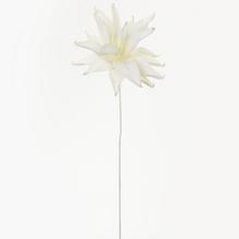 KS KVET PENA BIELA 95cm - FLORASYSTEM