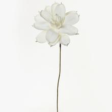 KS KVET PENA BIELA 70CM - FLORASYSTEM