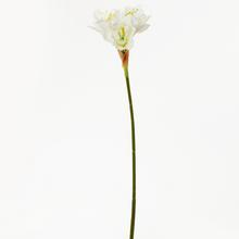 KS AMARYLIS BIELY 54CM - FLORASYSTEM