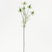 KONÁR NIGELLA BL.ZELENÁ 60CM - FLORASYSTEM