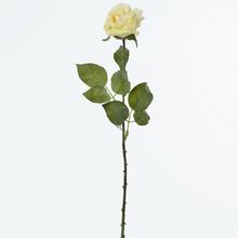 AKCIA! KS RUŽA KRÉM. 53cm  - FLORASYSTEM
