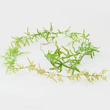 AKCIA! ŤAHAČKA ZELEŇ 110CM SUPER CENA - FLORASYSTEM