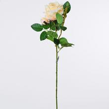 KS RUŽA BROSKYŇOVÁ S PUKOM 75cm - FLORASYSTEM