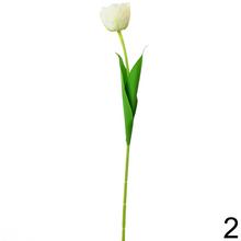 KS TULIPÁN 4F 56cm - Foto1