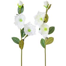 KS MAGNÓLIA 2F 100CM - FLORASYSTEM