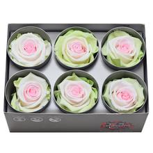 Ruža preparovaná 5cm TRICOLOR GREEN/WHITE/PINK /ks - FLORASYSTEM
