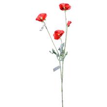 KS MAK ČERVENÝ 70CM - FLORASYSTEM