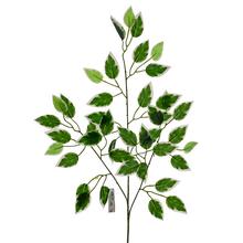 LISTY PANAŠOVANÉ 62CM - FLORASYSTEM