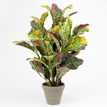 CROTON V ČREPNÍKU 60CM - Foto0