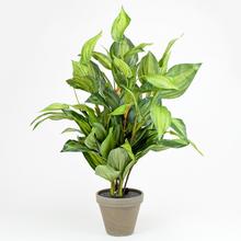 ZELEŇ HOSTA v črepníku Stan sivá d15,5cm - v65xh40cm - FLORASYSTEM