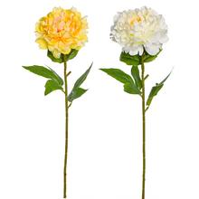 KS PIVÓNIA 2F 60cm SUPER CENA! - FLORASYSTEM