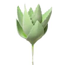 SUPER CENA! SUCULENT AGÁVE PENOVÝ 20CM - FLORASYSTEM