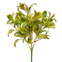 ZÁPICH ŠALVIA ORANŽOVOZELENÁ 33CM - FLORASYSTEM