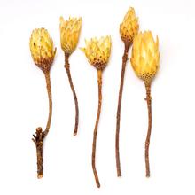 REPENS CREAM VEĽKÝ 5ks R033PACZ protea - FLORASYSTEM