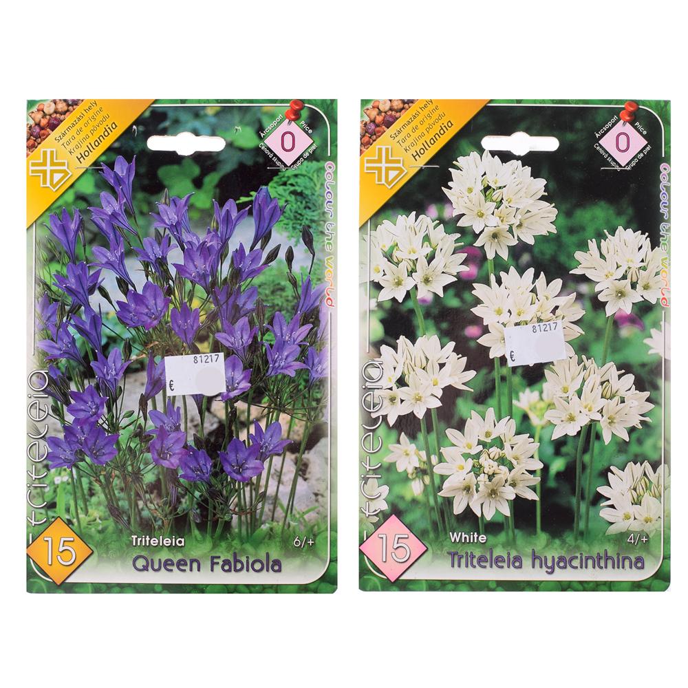 Semená cibulovín Triteleia, balenie s modrými a bielymi kvetmi.