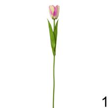 KS TULIPÁN 6F 48cm - Foto0