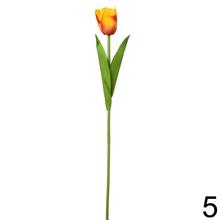 KS TULIPÁN 6F 48cm - Foto4