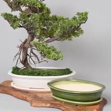 Kvetináč na bonsai - keramika a iný materiál | FLORASYSTEM