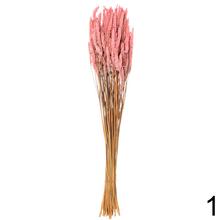 Sušená celosia mix farba