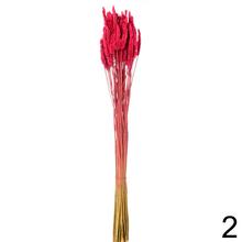 Sušená celosia mix farba