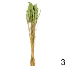 Sušená celosia mix farba