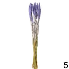 Sušená celosia mix farba