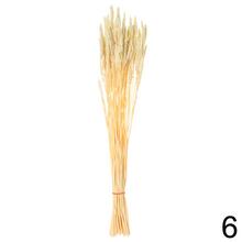 Sušená celosia mix farba