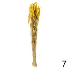 Sušená celosia mix farba
