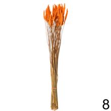 Sušená celosia mix farba