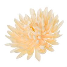 HLAVA CHRYZANTÉMA SV.MARHUĽOVÁ 15CM BAL:12KS - FLORASYSTEM