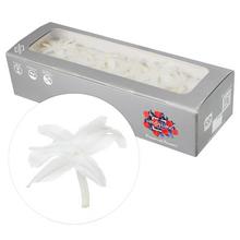 NARDOS PREPAROVANÝ WHITE 2/5cm/ks - FLORASYSTEM