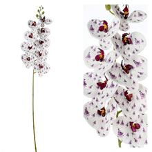 ORCHIDEA PHALENOPSIS BIELA S FIAL KVETMI 96CM - FLORASYSTEM