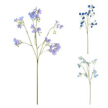 KONÁR OXYPETALUM 3F 64CM  - FLORASYSTEM