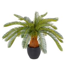 CYCAS V KVETINÁČI 72CM - Foto0