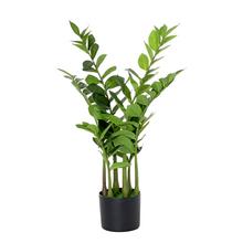 ZELEŇ ZAMIOCULCAS V ČREPNÍKU 75CM - FLORASYSTEM