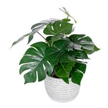 MONSTERA V PLAST.KVETINÁČI 40CM - FLORASYSTEM