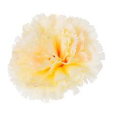 SUPER CENA! HLAVA KARAFIÁT KRÉM VANILKA 7CM BAL:12KS - FLORASYSTEM