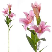 ĽALIA STARGAZER RUŽOVO-BIELA 3 KVETY 73CM - FLORASYSTEM