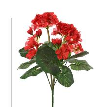 KYTICA MUŠKÁT ZONALKA ČERVENÝ 31CM - FLORASYSTEM