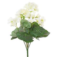 KYTICA MUŠKÁT ZONALKA KRÉMOVÝ 31CM - FLORASYSTEM