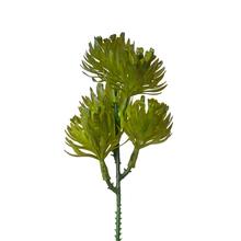 ZÁPICH SUKULENT TMAVO ZELENÝ 18CM - FLORASYSTEM