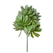 ZÁPICH ECHEVERIA ZELENO-SIVÁ 19CM - FLORASYSTEM
