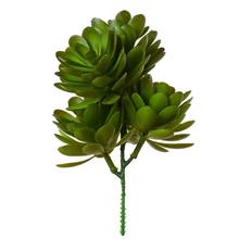 ZÁPICH ECHEVERIA TMAVO ZELENÁ 19CM - FLORASYSTEM