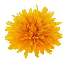 HLAVA CHRYZANTÉMA ŽLTÁ D:16CM BAl:12KS - FLORASYSTEM