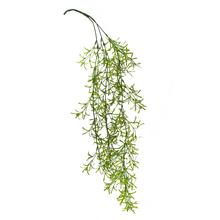 ZELEŇ ŤAHAČKA ASPARAT ZELENÝ 75 cm - FLORASYSTEM